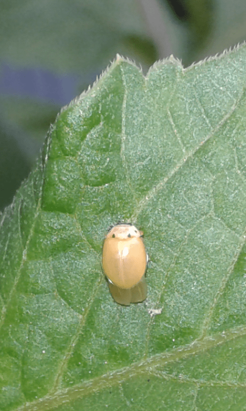 Coccinellidae? S, S, neosfarfallata